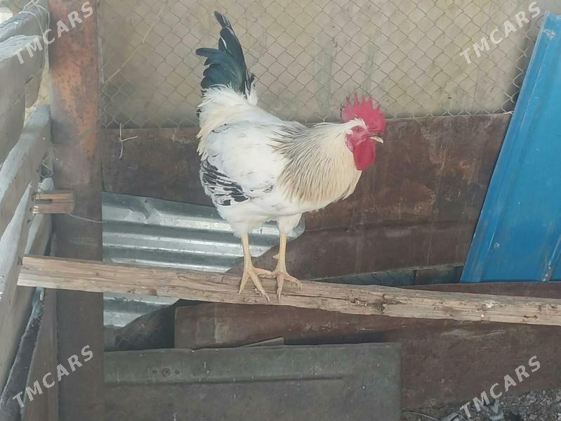 Horazlar dominat - Balkanabat - img 2