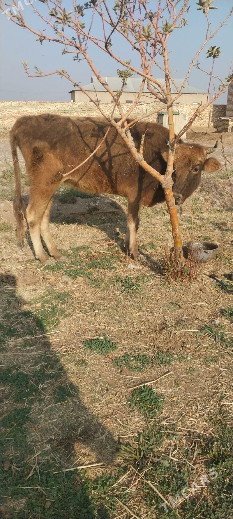 sygr - Babadaýhan - img 3