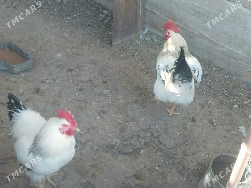 Horazlar dominat - Balkanabat - img 3