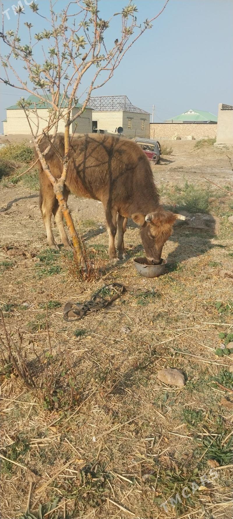 sygr - Babadaýhan - img 4