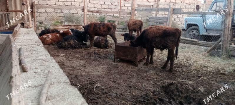 öküz 9sany - Гёкдепе - img 3