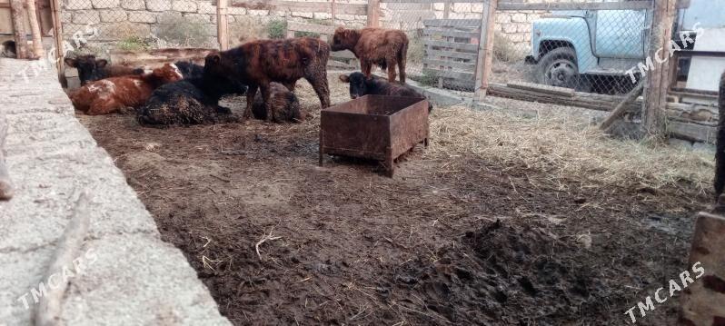 öküz 9sany - Гёкдепе - img 4