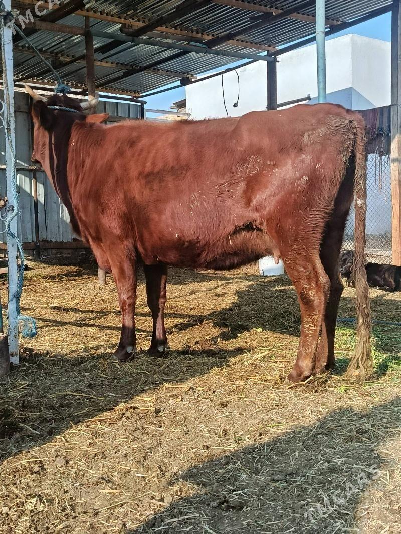 yetik. bogaz - Туркменабат - img 4