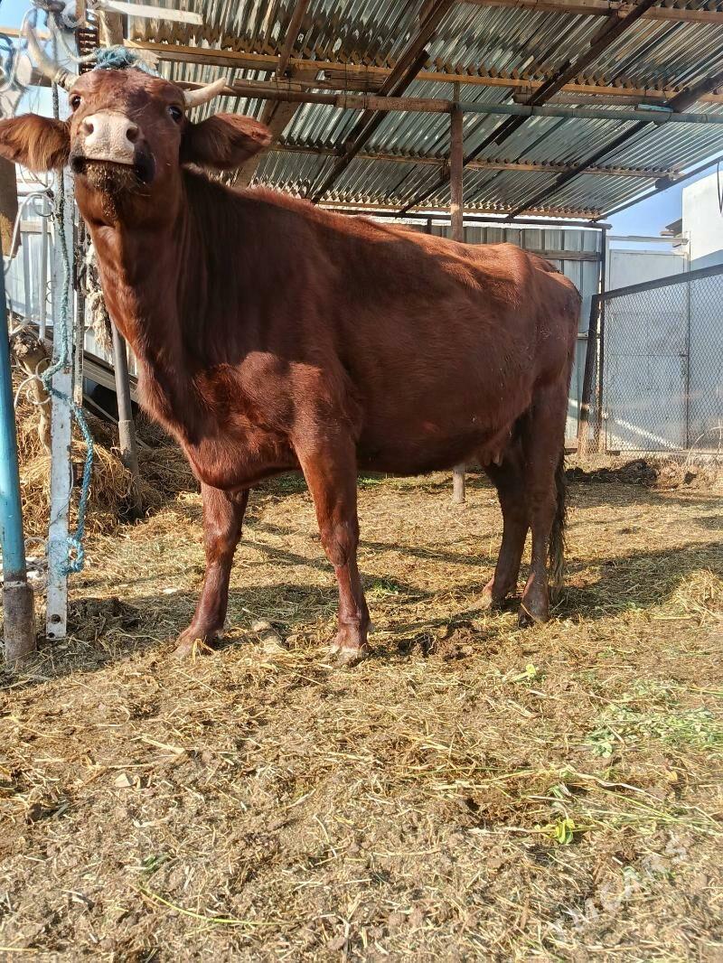 yetik. bogaz - Туркменабат - img 2