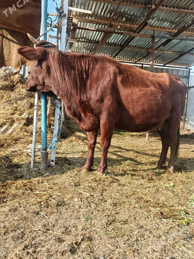 yetik. bogaz - Туркменабат - img 7