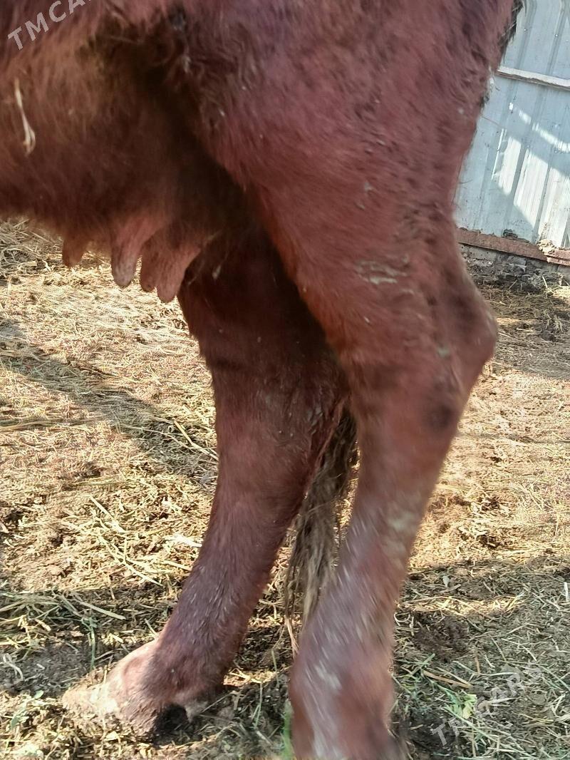 yetik. bogaz - Туркменабат - img 5