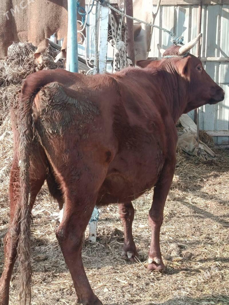 yetik. bogaz - Туркменабат - img 6