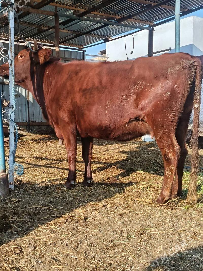 yetik. bogaz - Туркменабат - img 3