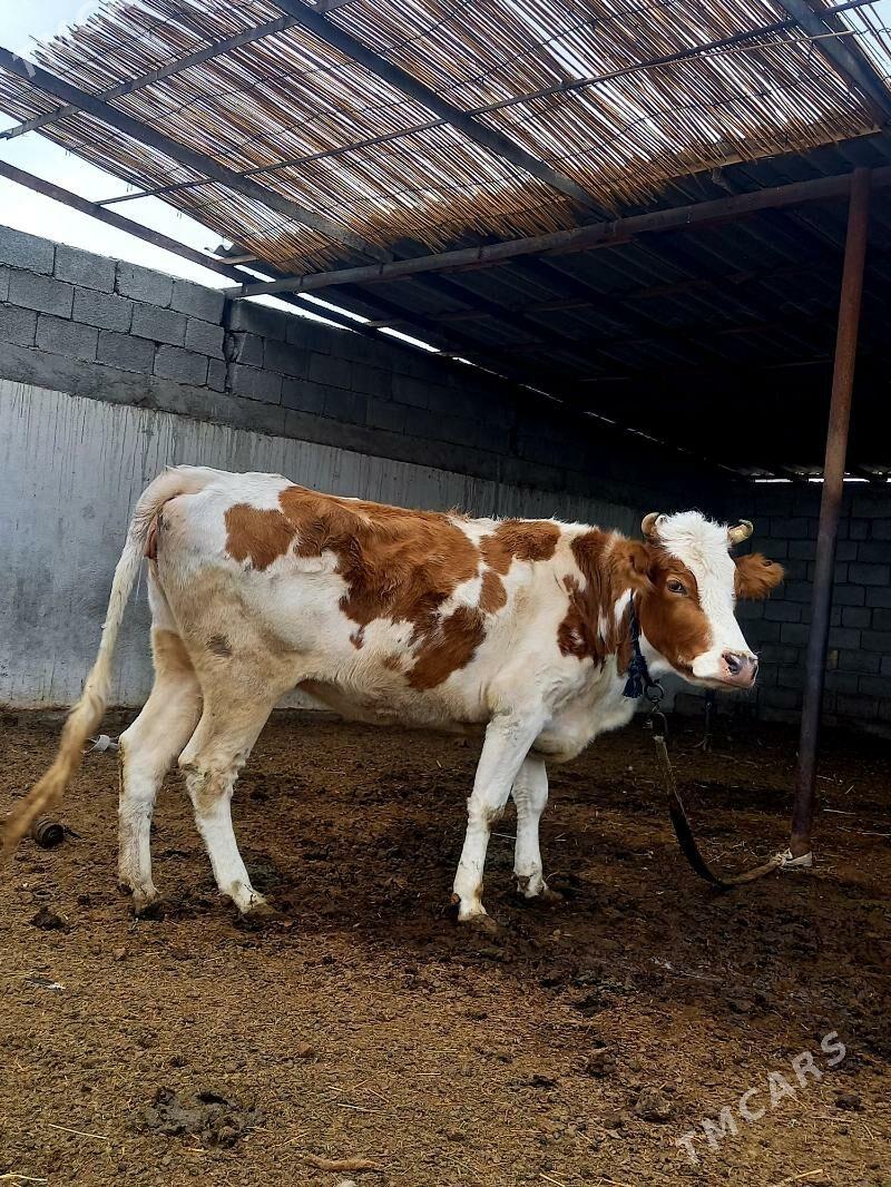 GBRIT SIMENTAL SYGYR - Gökdepe - img 2