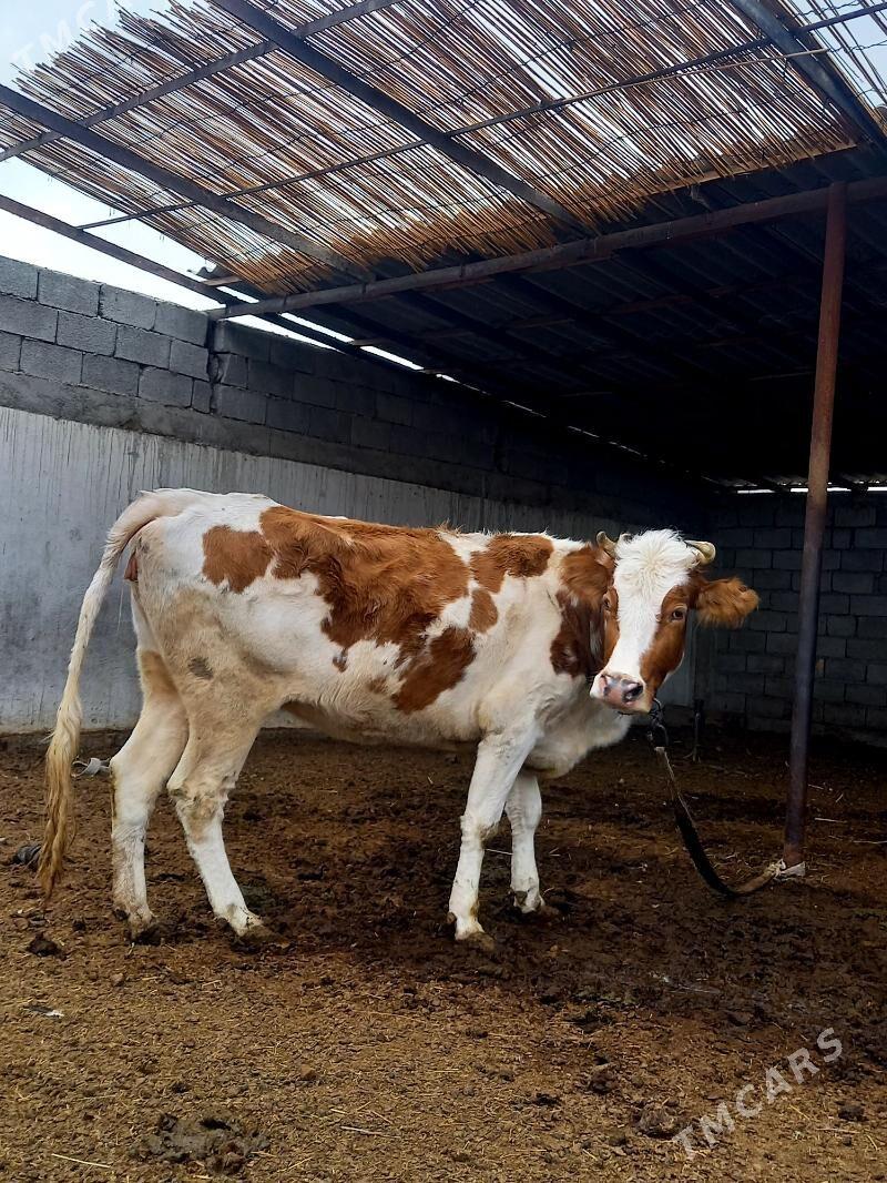 GBRIT SIMENTAL SYGYR - Gökdepe - img 4