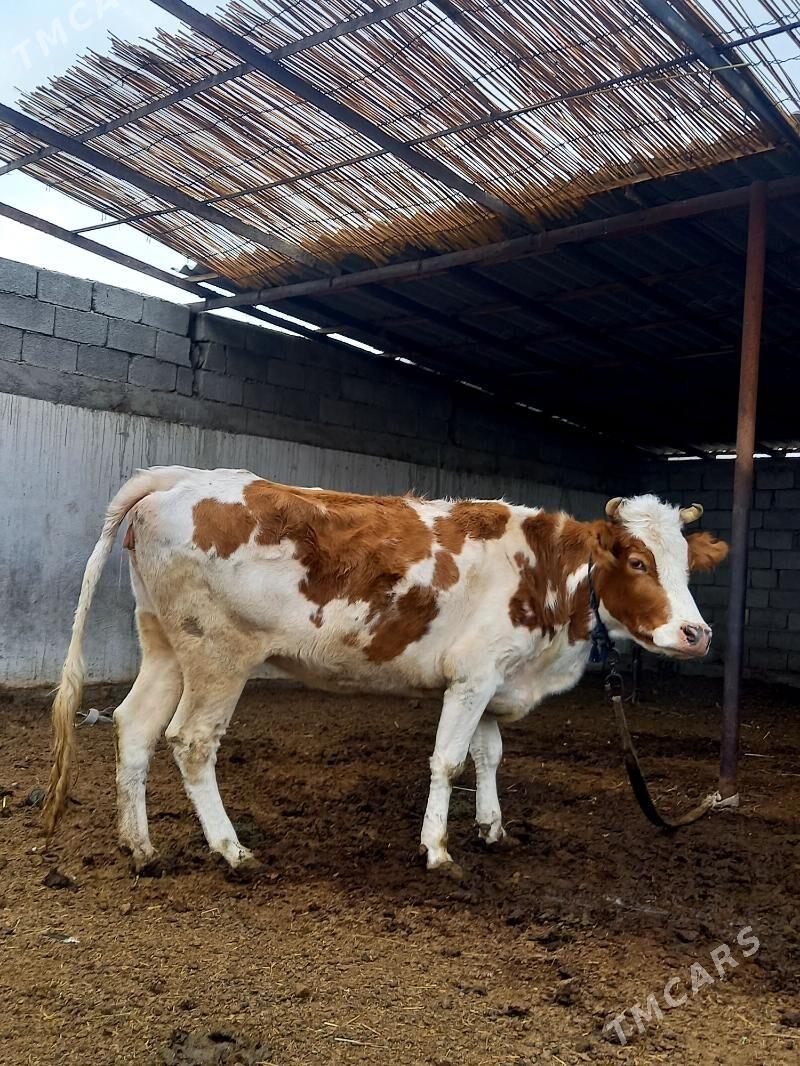 GBRIT SIMENTAL SYGYR - Gökdepe - img 3