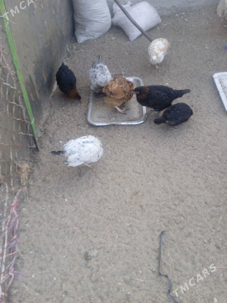 towuk - Balkanabat - img 2