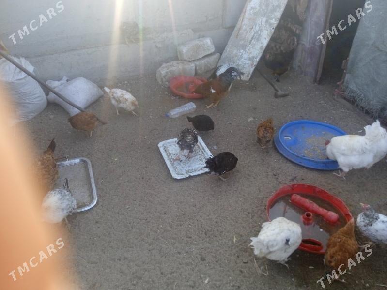 towuk - Balkanabat - img 5