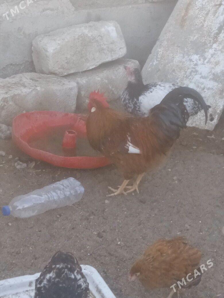 towuk - Balkanabat - img 3