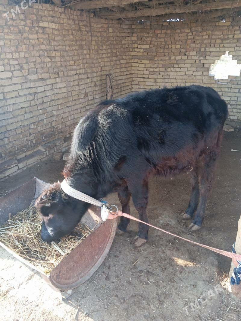 Gulajyn iki sany - Векильбазар - img 2