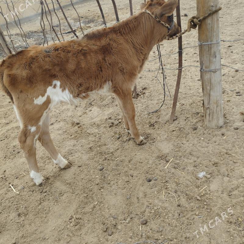 Goleli sygyr - Эсенгулы - img 3