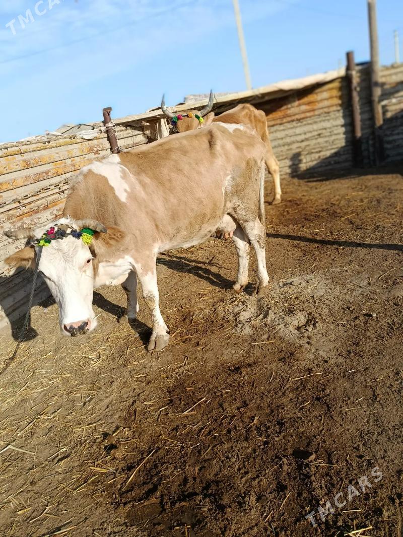 Goleli sygyr - Эсенгулы - img 6