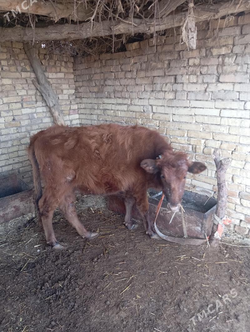 Gulajyn iki sany - Векильбазар - img 1