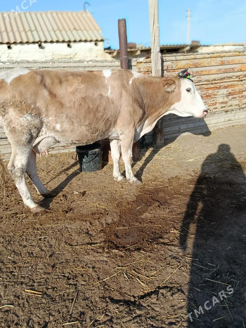 Goleli sygyr - Эсенгулы - img 5