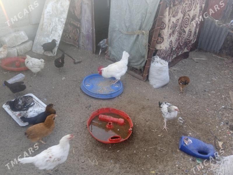 towuk - Balkanabat - img 7