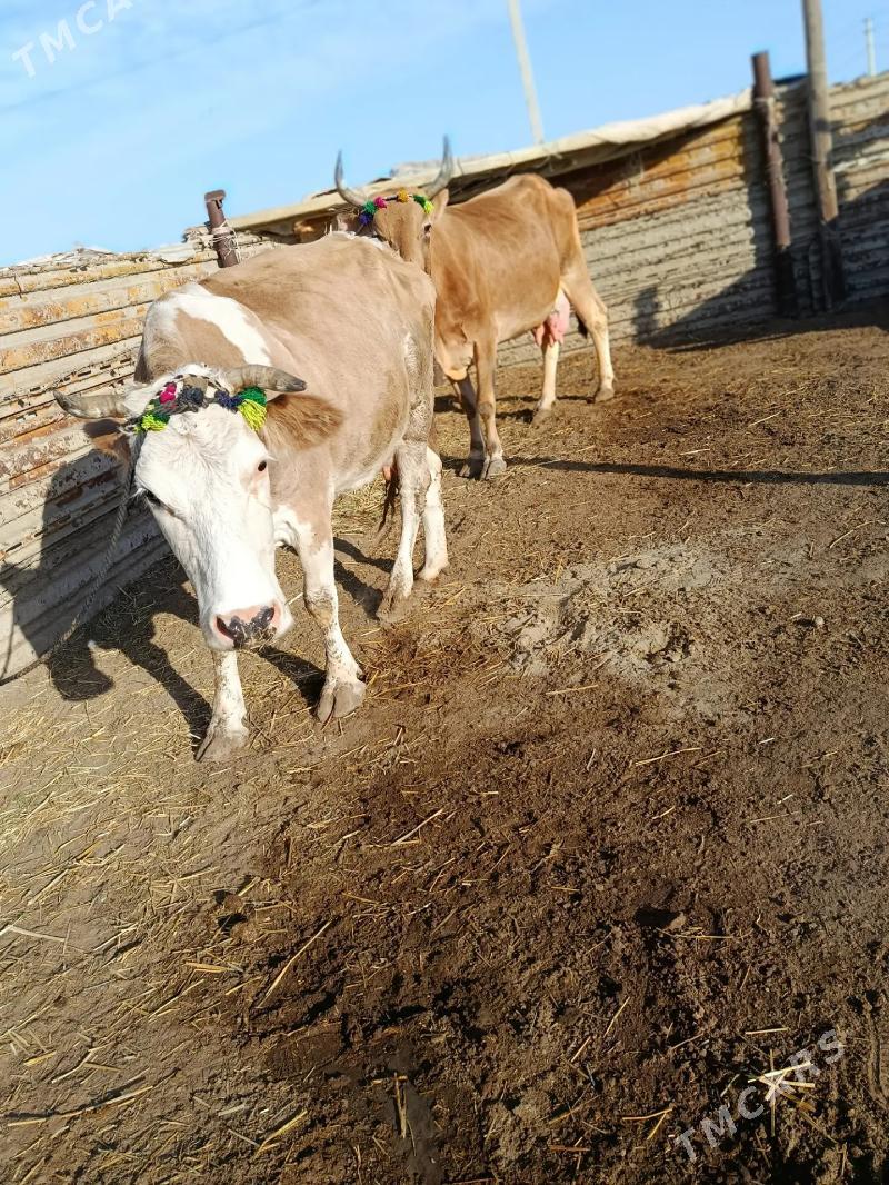 Goleli sygyr - Эсенгулы - img 4