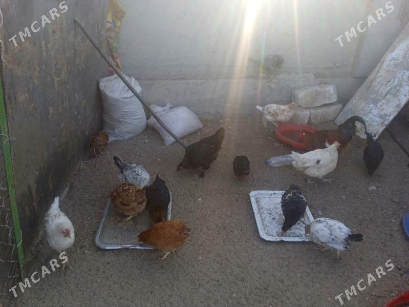 towuk - Balkanabat - img 6