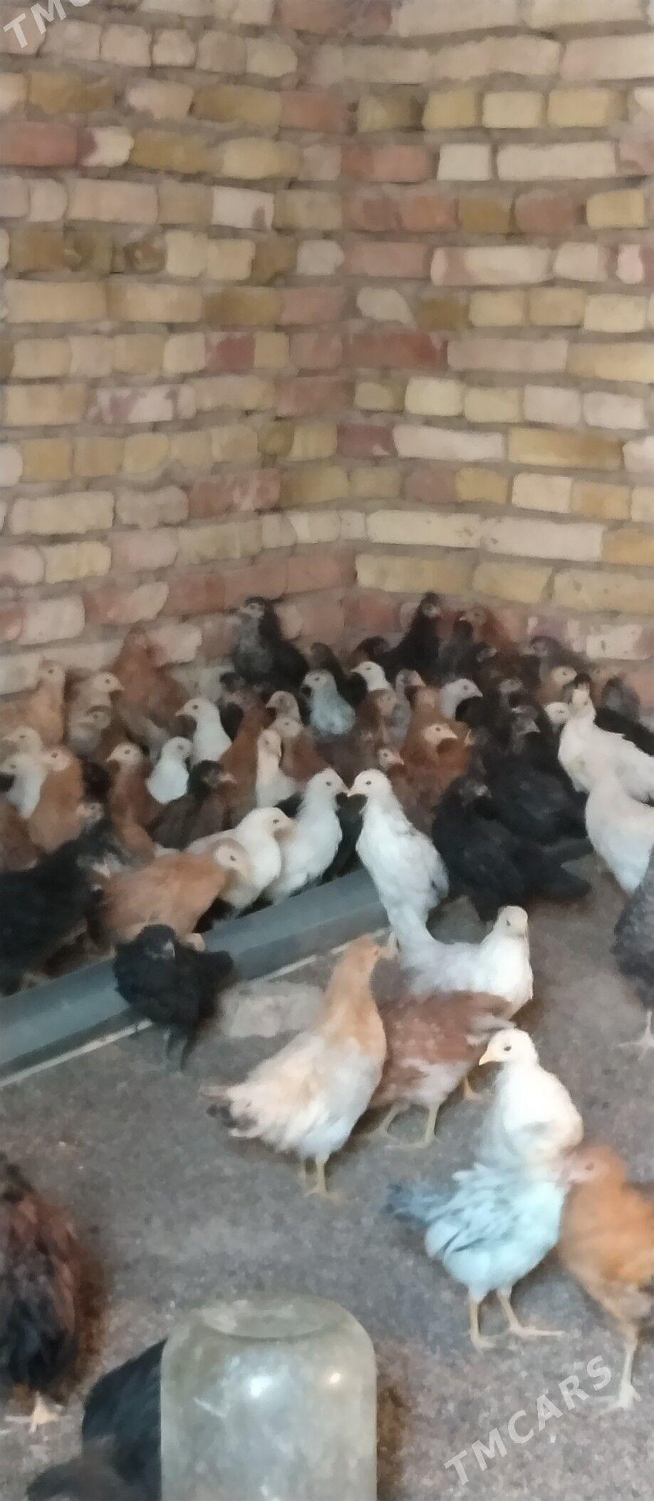 Towuk jüje - Mary - img 5