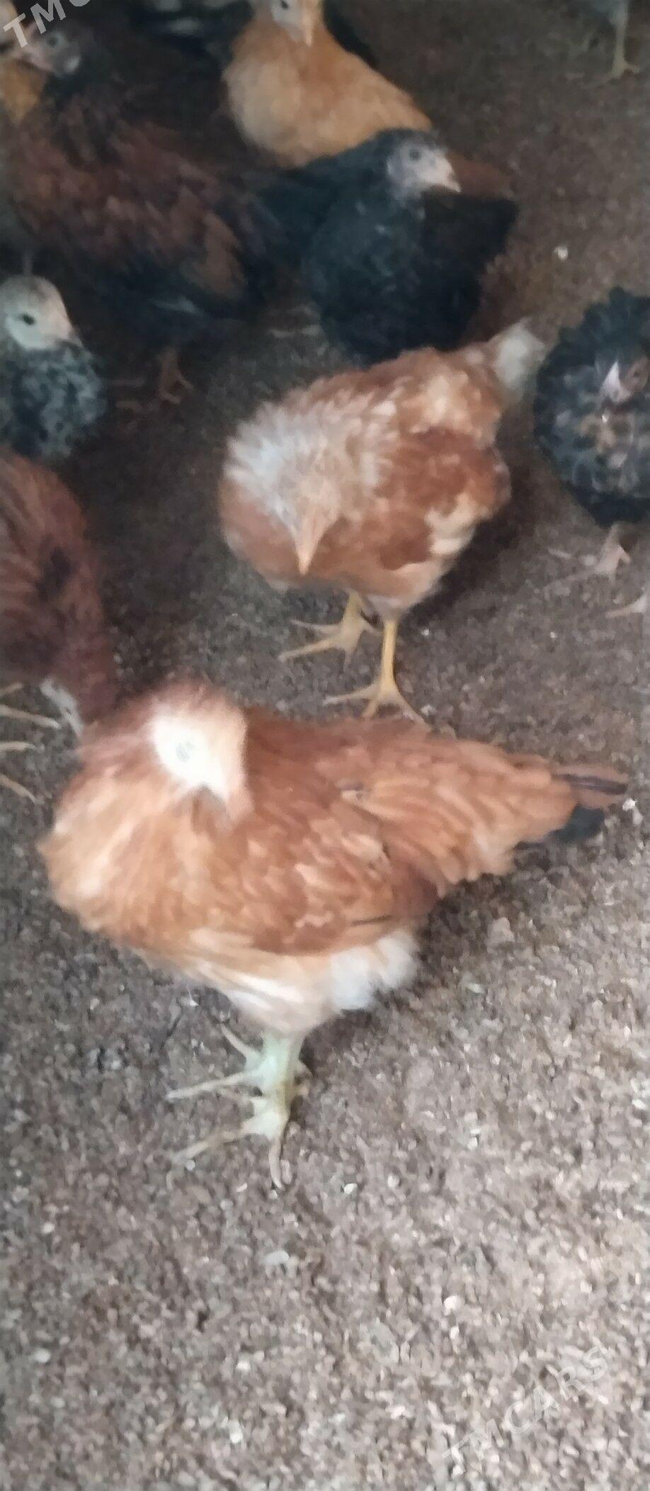 Towuk jüje - Mary - img 3