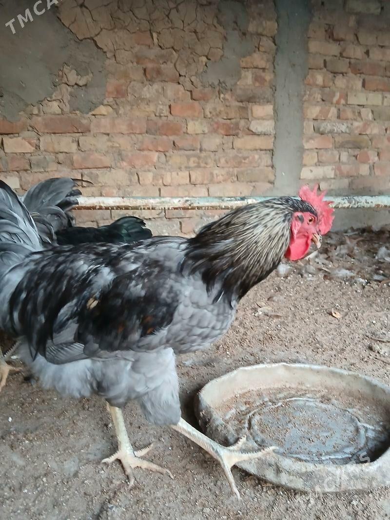 ХОРОЗ - Ýaşlyk - img 2