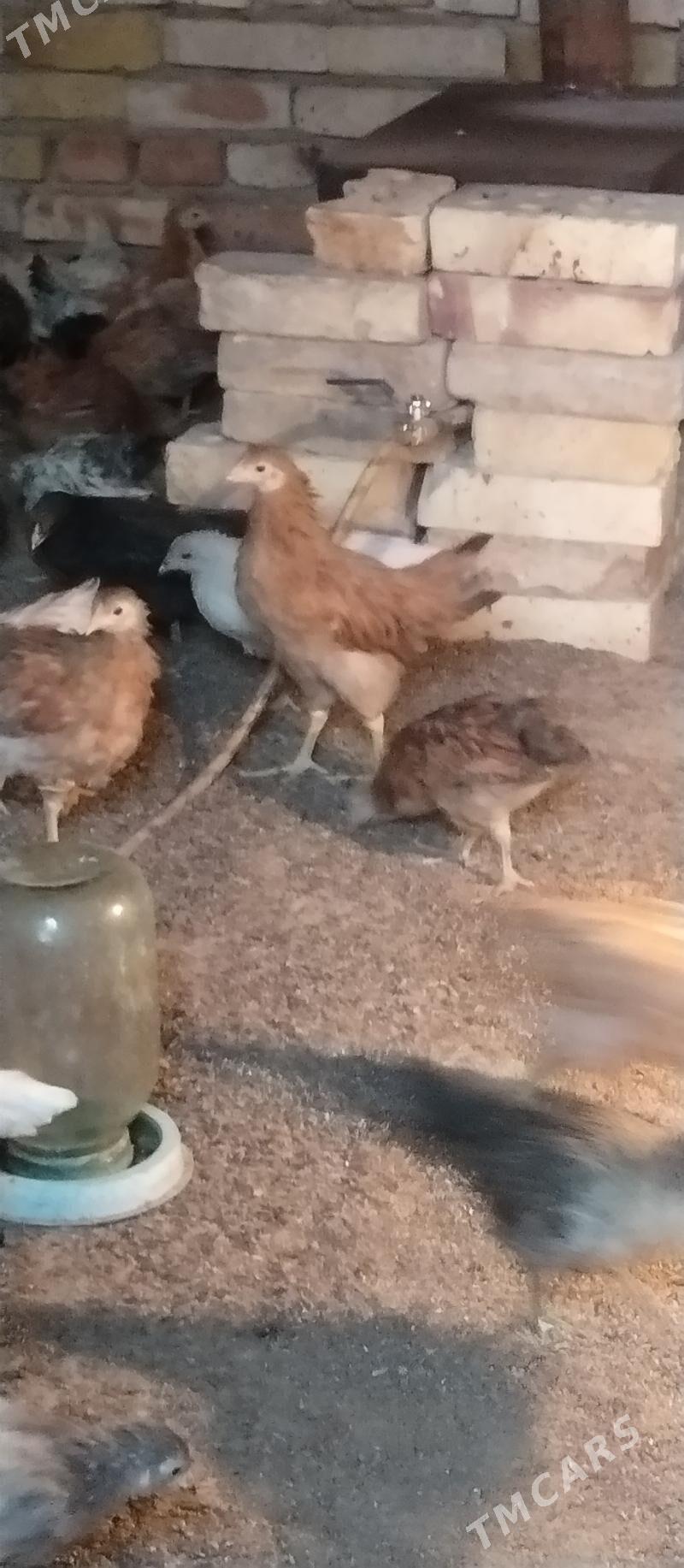 Towuk jüje - Mary - img 4