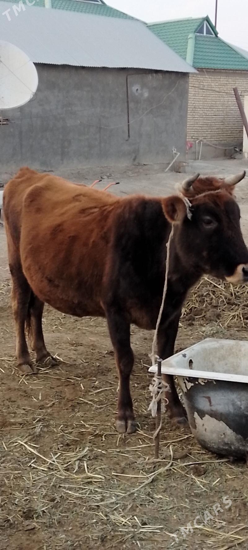 gysyr sygyr - Gökdepe - img 2