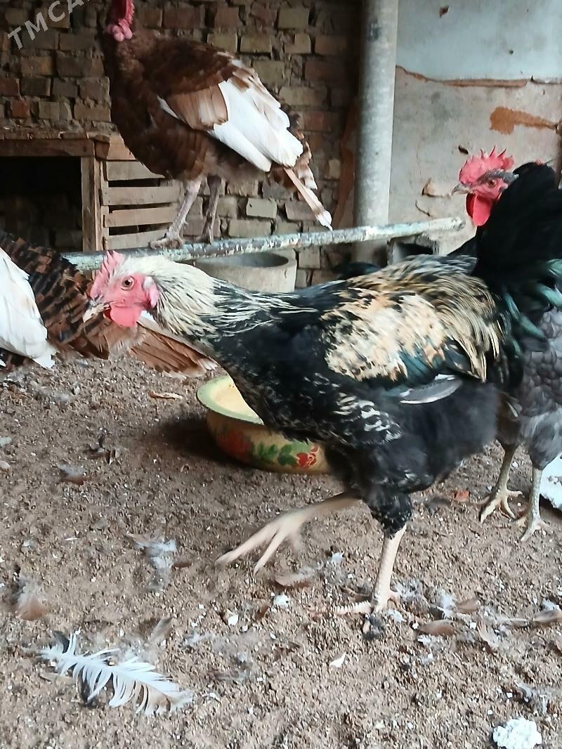 ХОРОЗ - Ýaşlyk - img 3