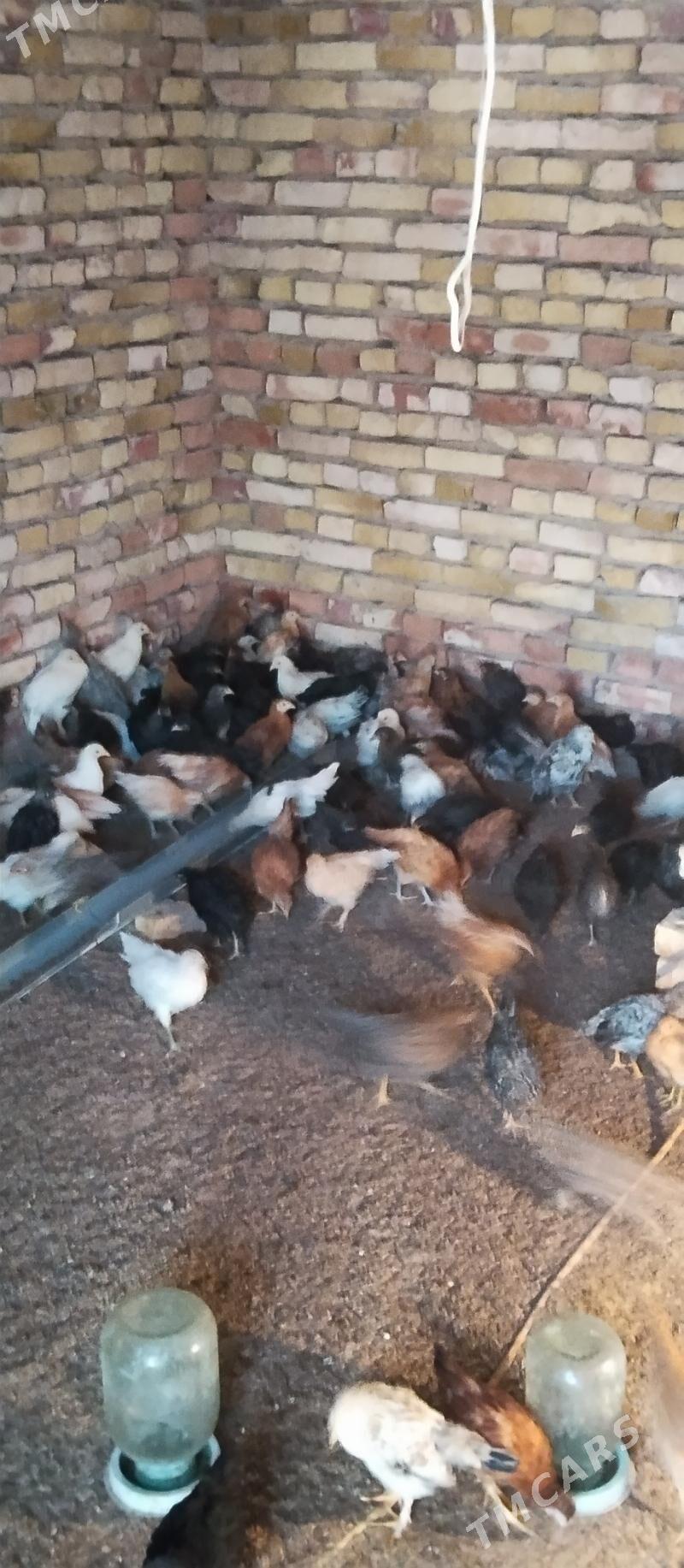 Towuk jüje - Mary - img 2