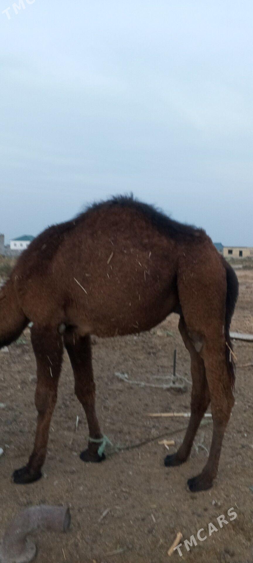 owşyk erkek - Яшлык - img 2