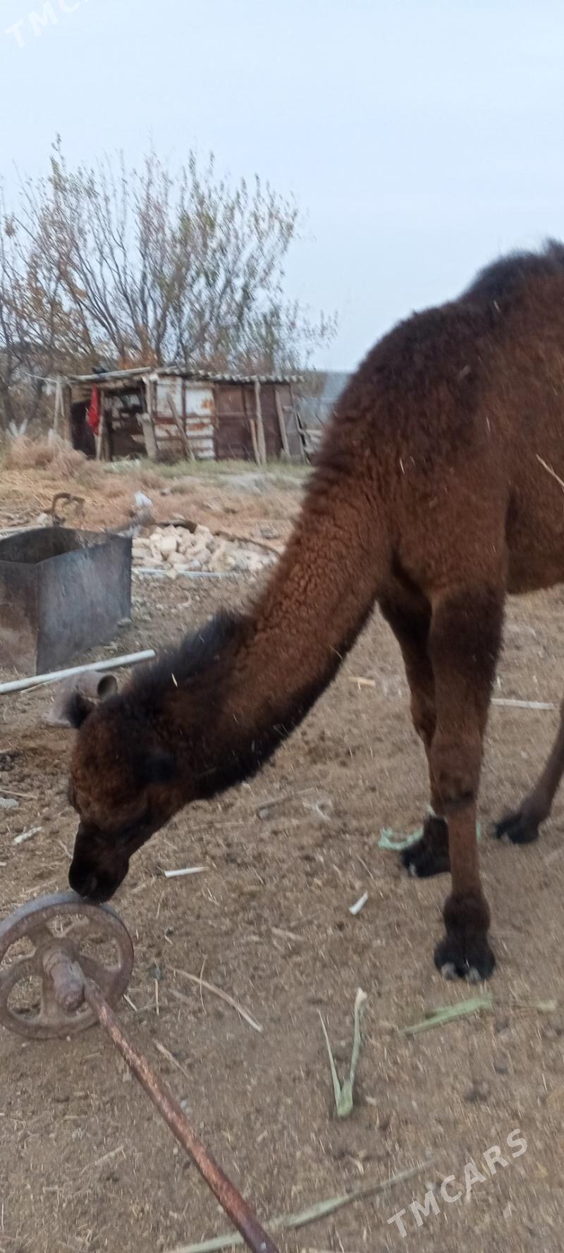 owşyk erkek - Яшлык - img 3