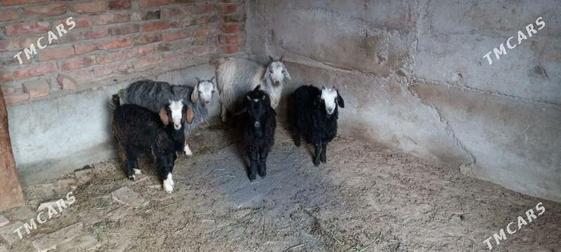 чебиш - Бахарден - img 2