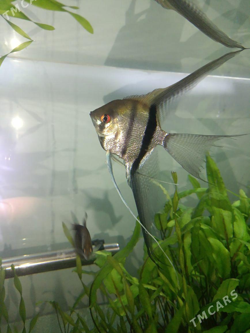 Skalýariýa balyklar - Гёкдже - img 2