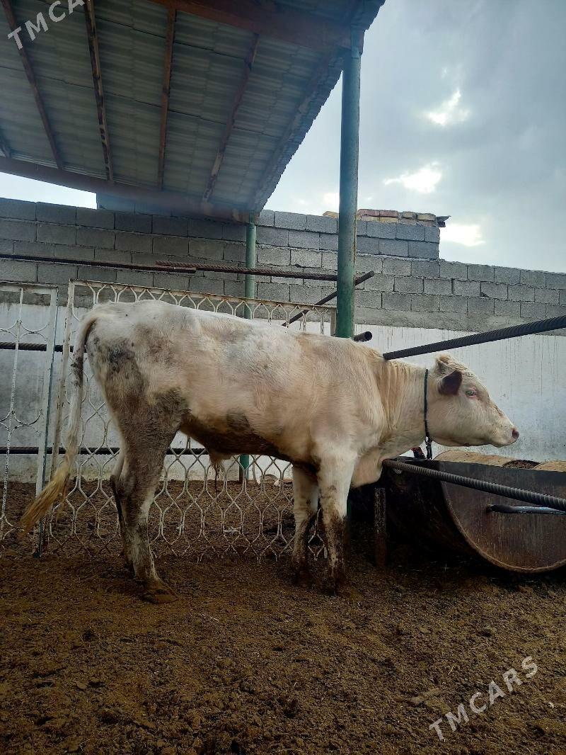 GIBRIT  SIMENTAL ÖKÜZ - Gökdepe - img 3