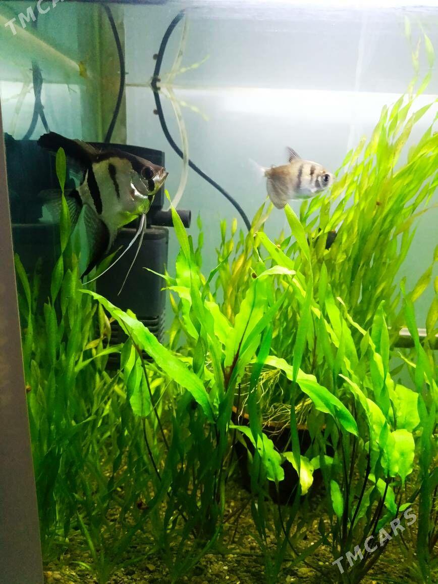 Skalýariýa balyklar - Гёкдже - img 3