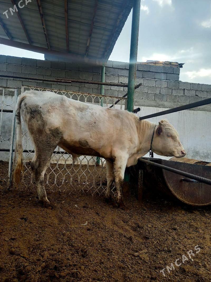 GIBRIT  SIMENTAL ÖKÜZ - Gökdepe - img 2