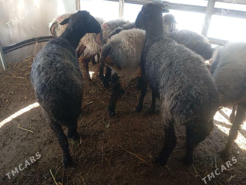 garakol - Ашхабад - img 2