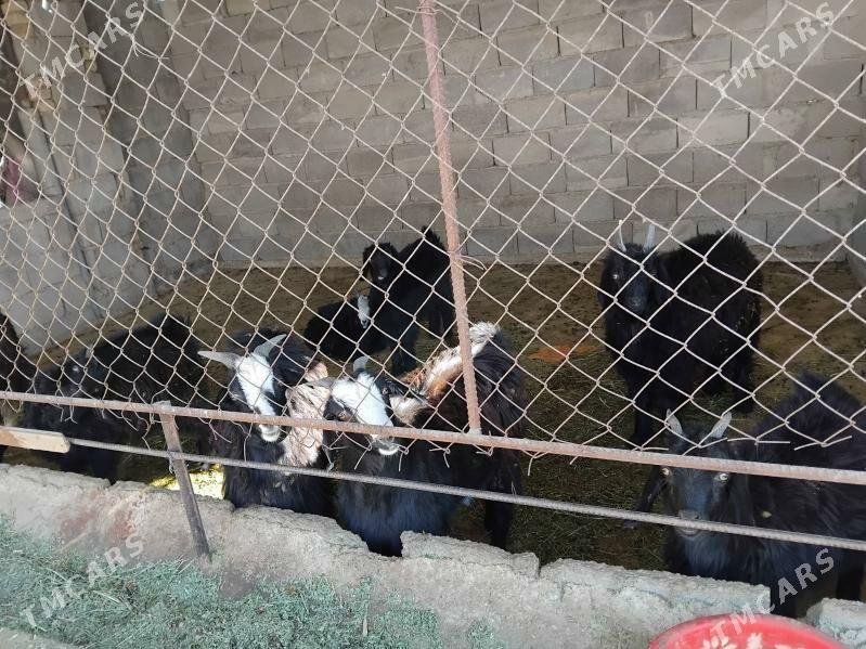 cebis - Ak bugdaý etraby - img 2