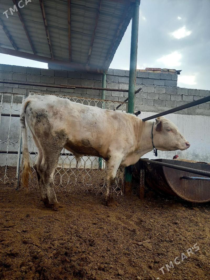 GIBRIT  SIMENTAL ÖKÜZ - Gökdepe - img 4