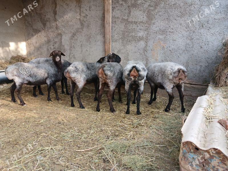 goyun - Ýaşlyk - img 2