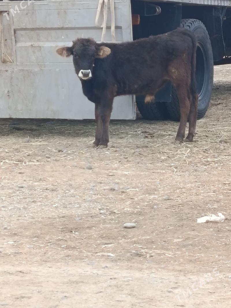 okuz ler - Büzmeýin - img 3