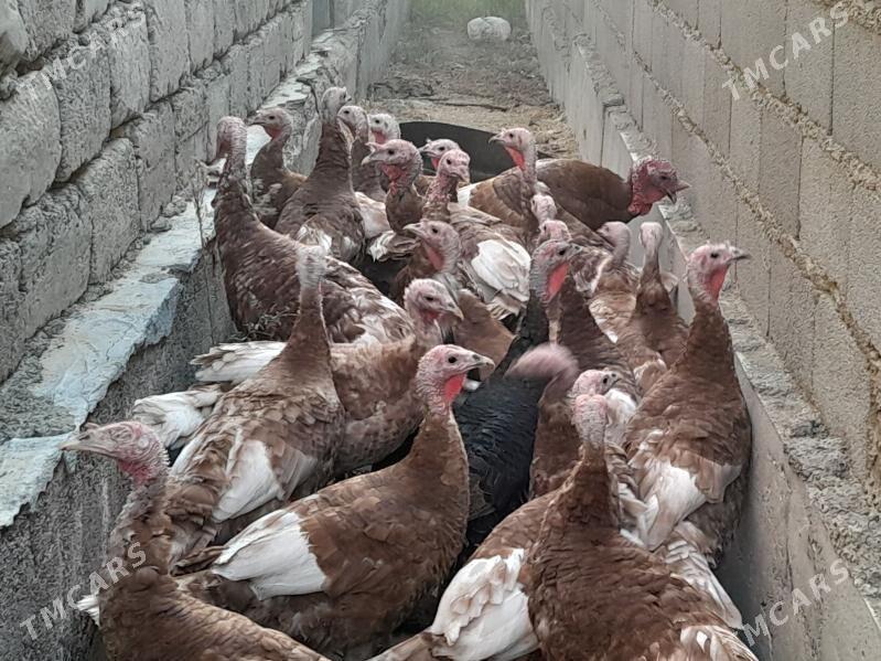 Induklar - Гёкдепе - img 5