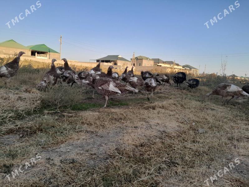 Induklar - Гёкдепе - img 2