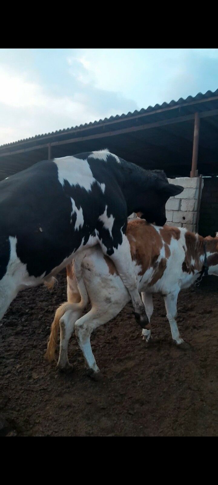 GBRIT SIMENTAL SYGYR - Gökdepe - img 5