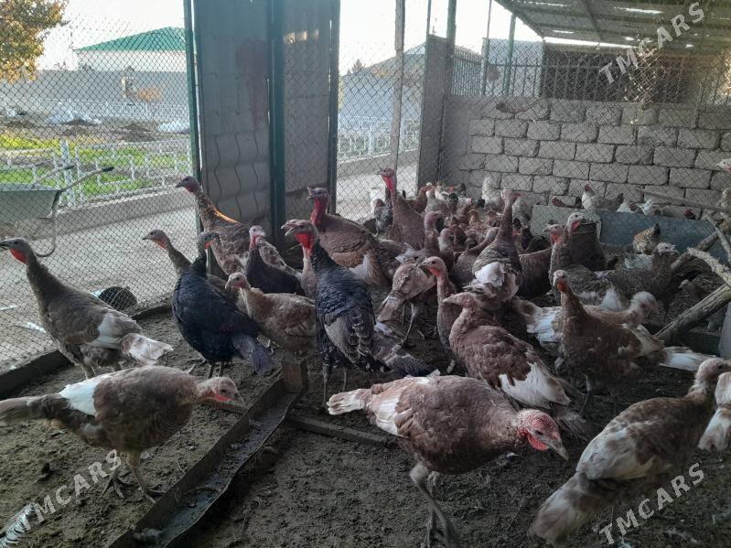 Induklar - Гёкдепе - img 7