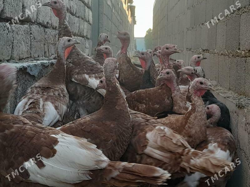 Induklar - Гёкдепе - img 8